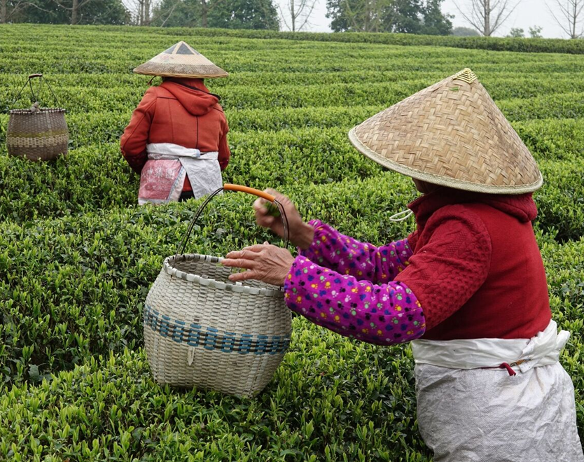Tea harvest