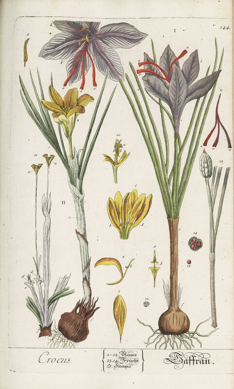 Saffron illustrated in Herbal by Elizabeth Blackwell, 1754