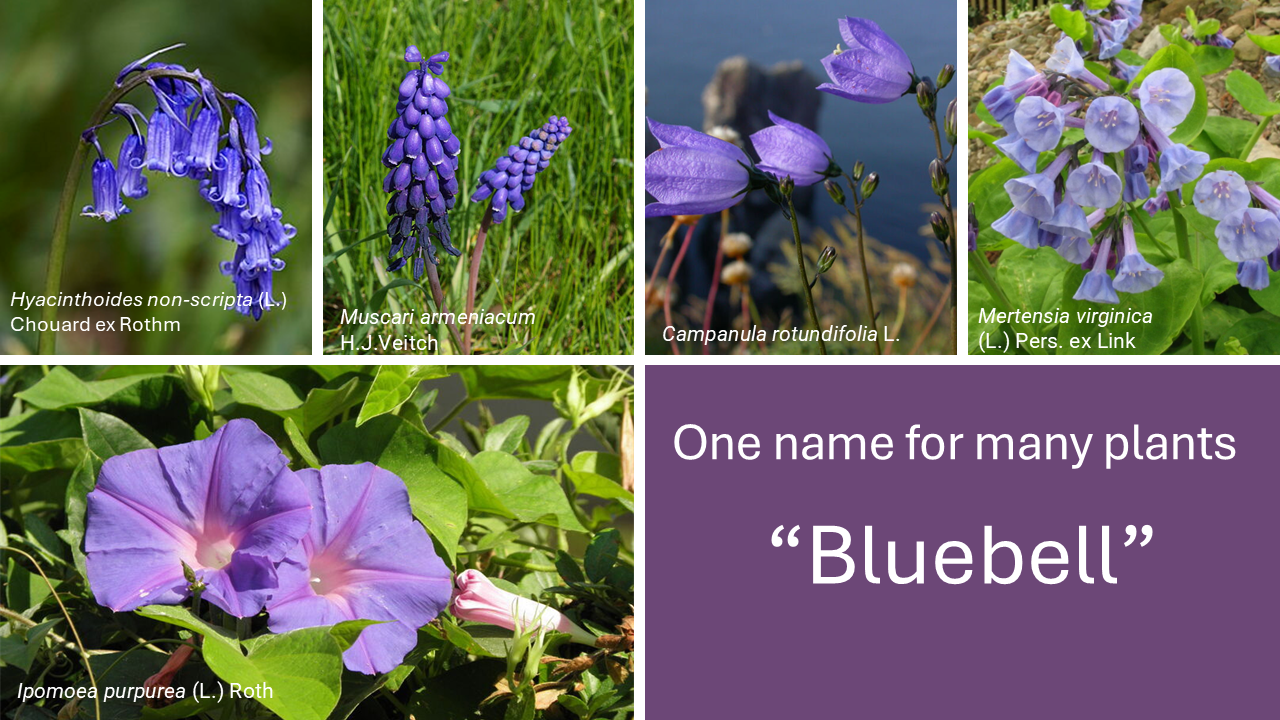 various bluebells