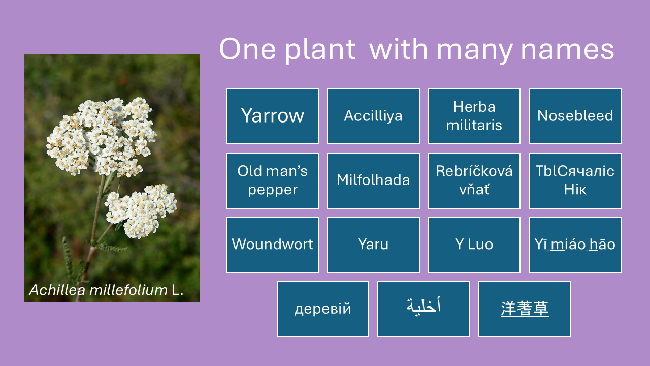 One plant, many names