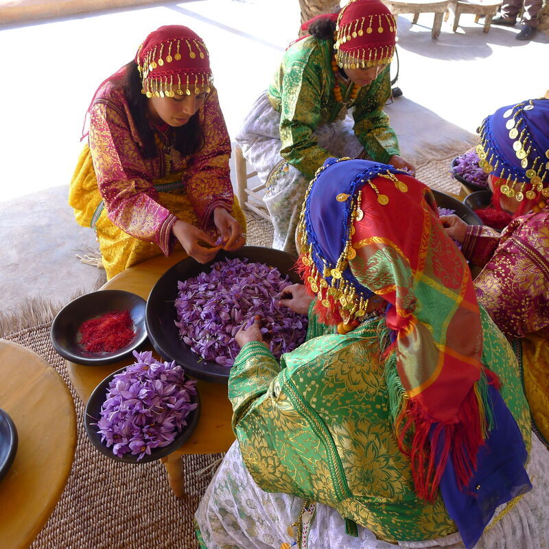 Women pluck saffron