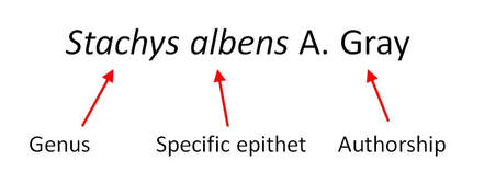 Scientific name structure