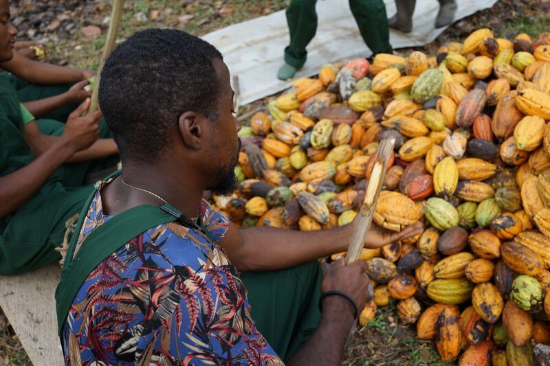 Harvesting cacao pods.  Photo Credit: Chris Kilham
